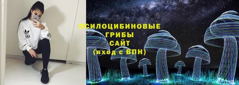 где найти   Кировск  Псилоцибиновые грибы Cubensis 